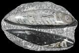 Polished Orthoceras (Cephalopod) Fossils - Morocco #96616-1
